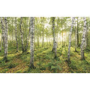 Birch Trees