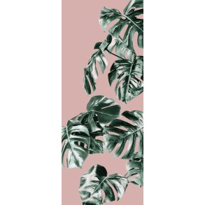 Monstera Rose p016a-vd1