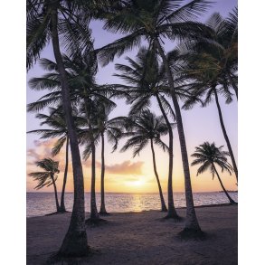 Palmtrees on Beach