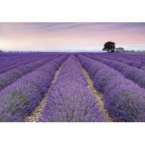 provence
